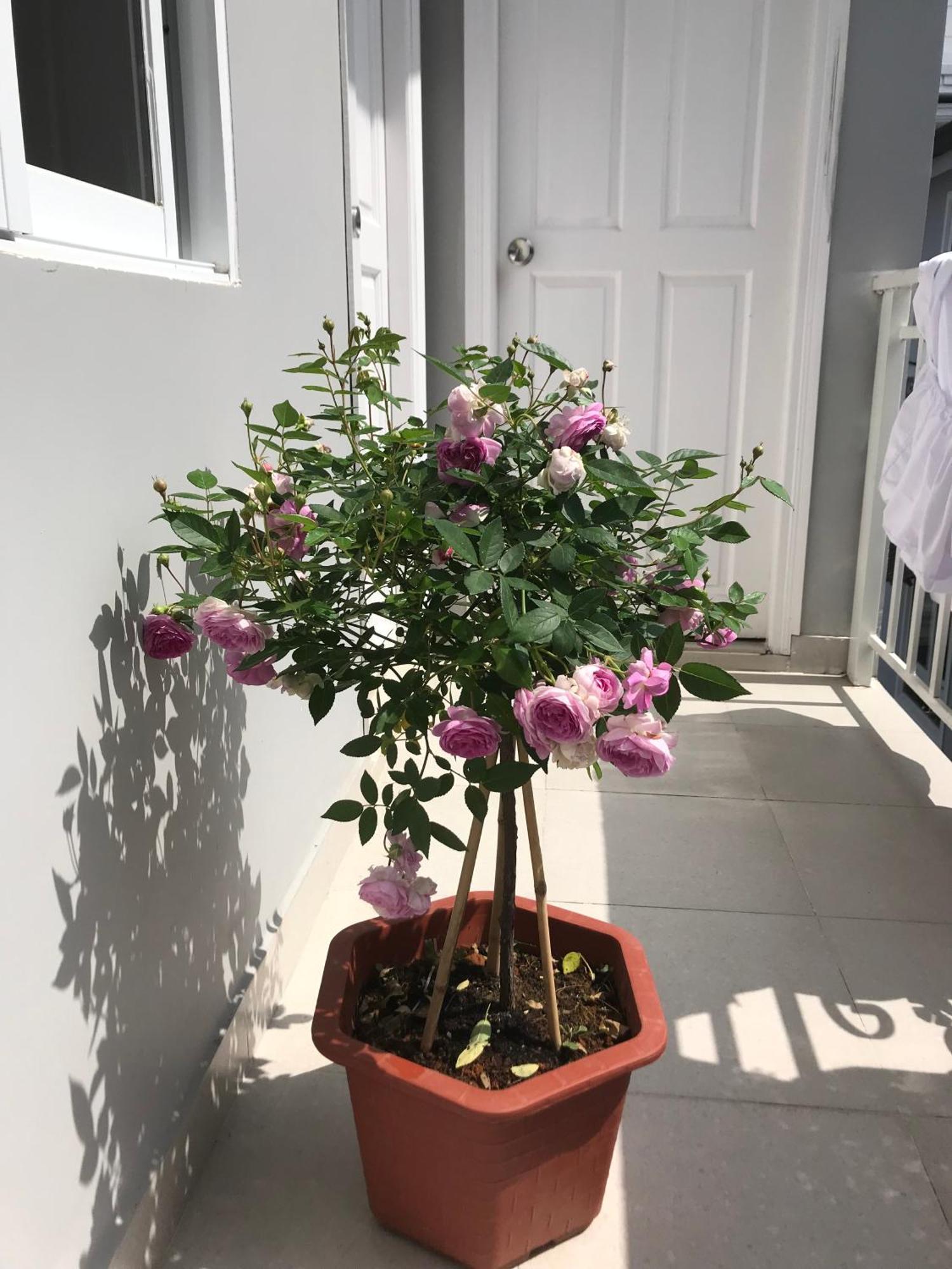 Phuong Hong Guesthouse Dalat Bagian luar foto